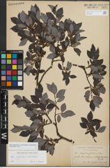 Foto von Salix myrsinifolia Salisb. x Salix phylicifolia L.